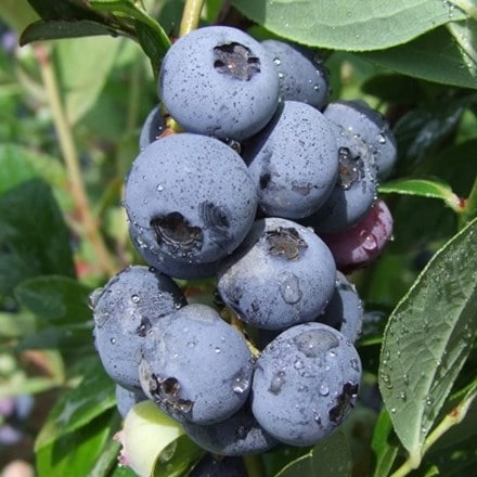 blueberry Blauweiss-Goldtraube
