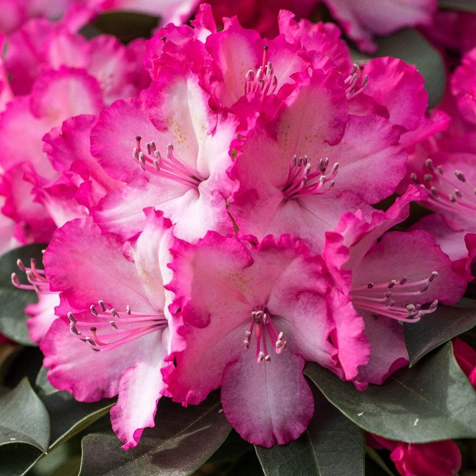 <i>Rhododendron</i> <b class=small-caps>XXL</b> ('Hort02') (PBR)