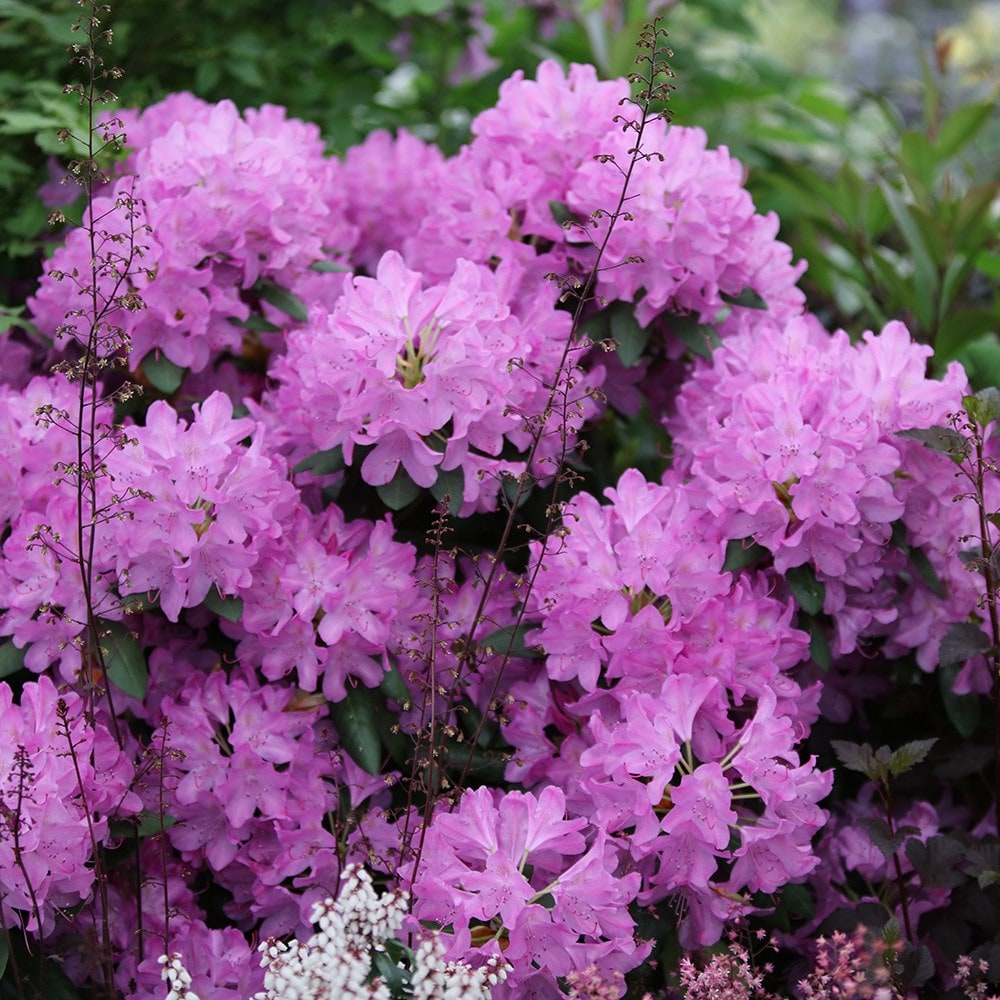 <i>Rhododendron</i> 'Roseum Elegans'