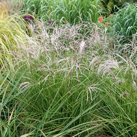 Miscanthus sinensis Kleine Fontäne