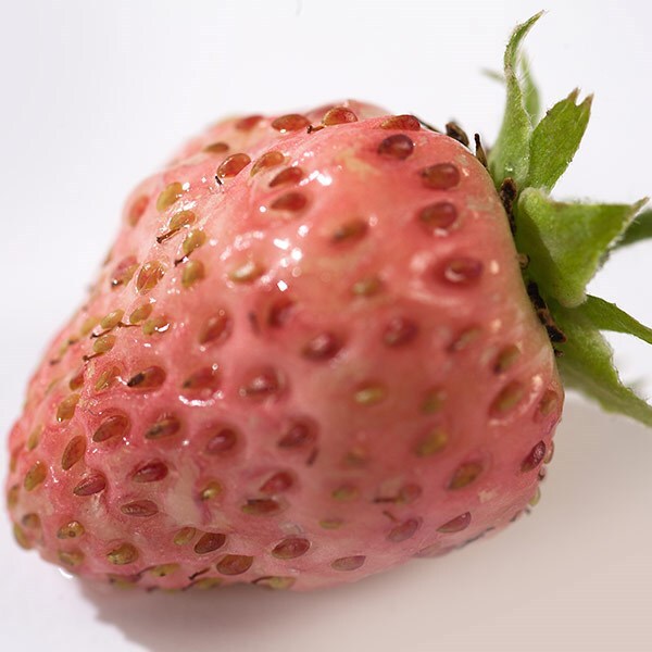 Buy bubble berry / Fragaria 'Bubbleberry' bubbleberry £6.39 Delivery