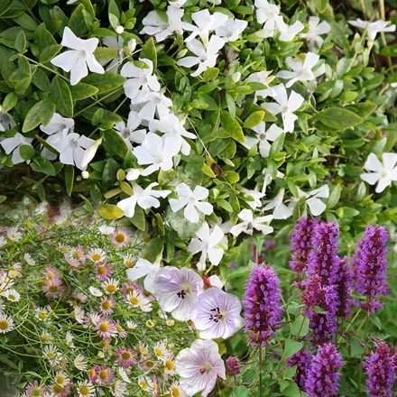 Long flowering plant combination (pink, purple and white)