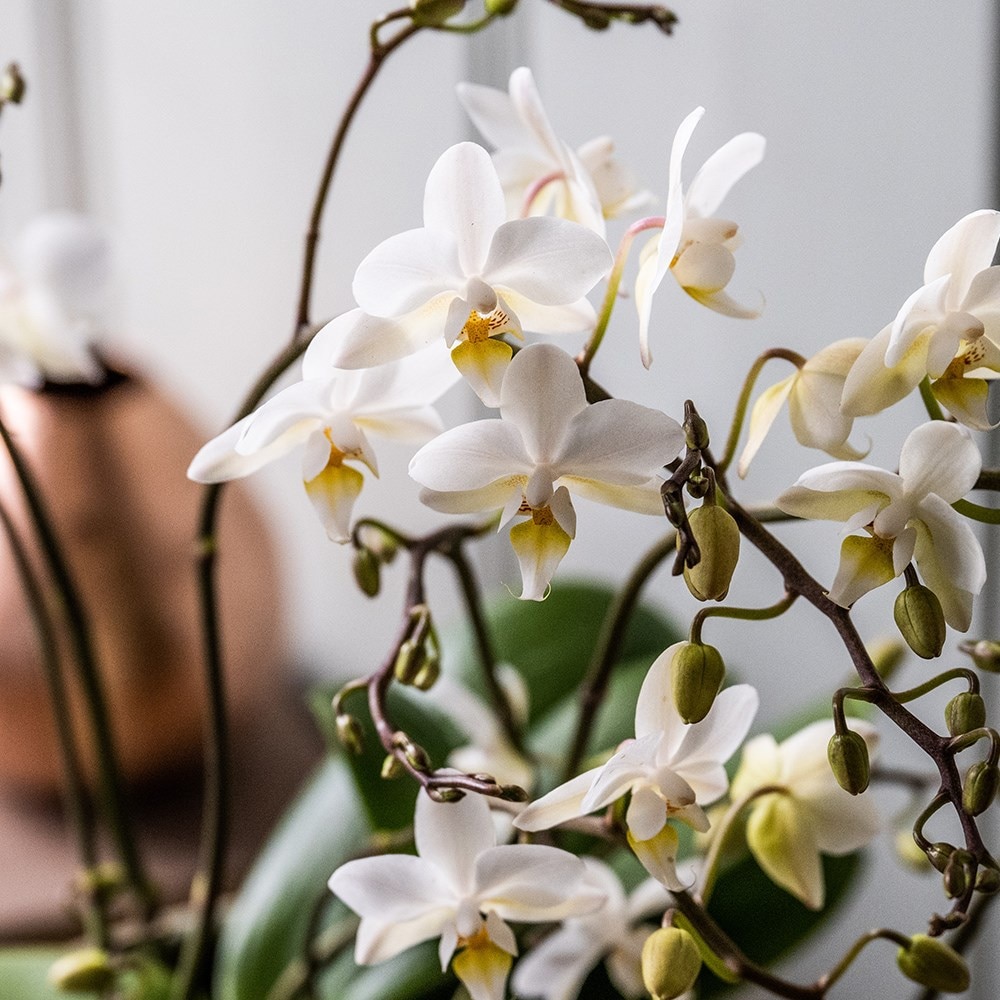 <i>Phalaenopsis</i> 'White Willd Orchid'