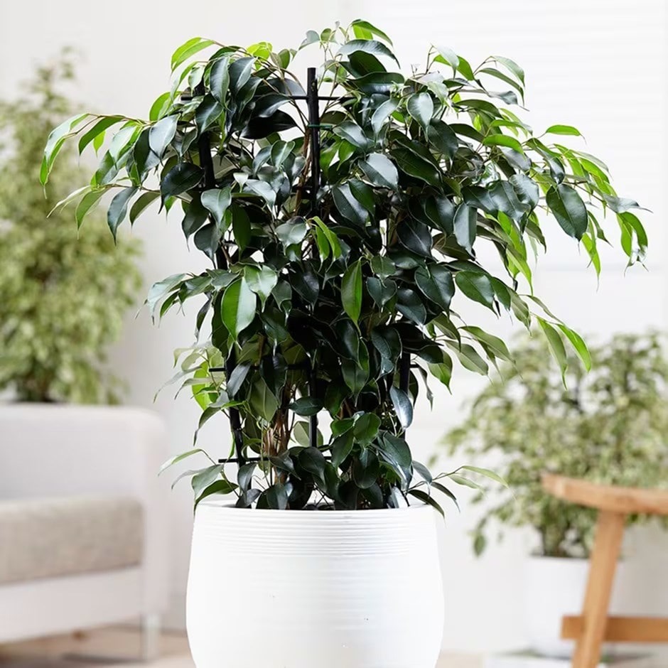 <i>Ficus benjamina</i> 'Danielle' (PBR)