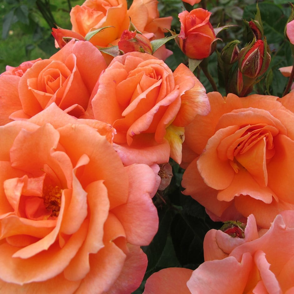 <i>Rosa</i> <b class=small-caps>Scent from Heaven</b> ('Chewbabaluv') (PBR)