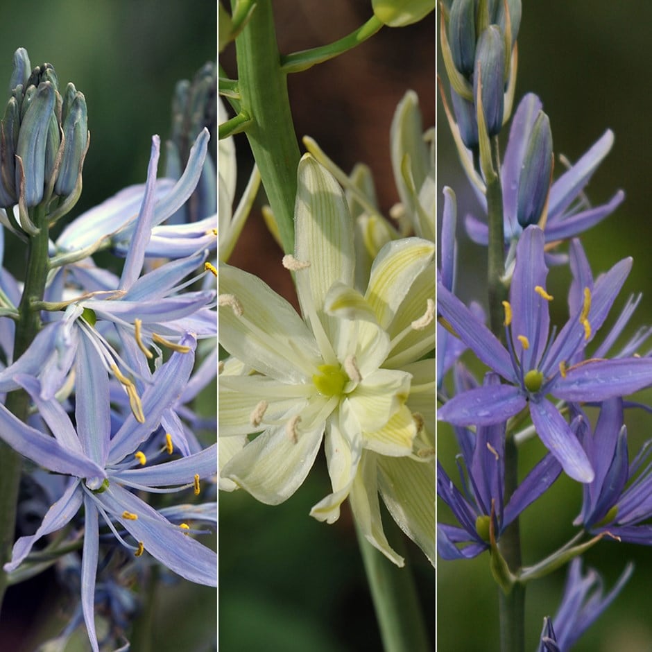 Camassia collection