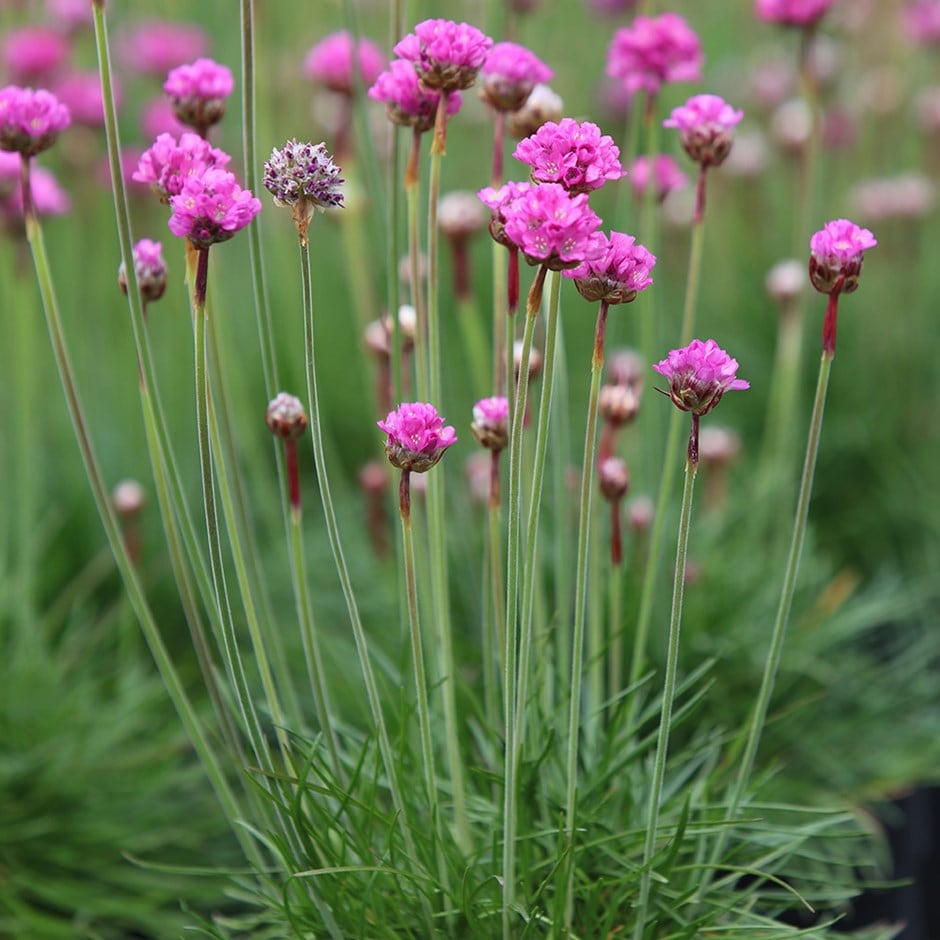 <i>Armeria maritima</i> 'Splendens'