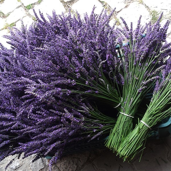 Buy Lavender Lavandula × Intermedia Phenomenal Niko Pbr £599
