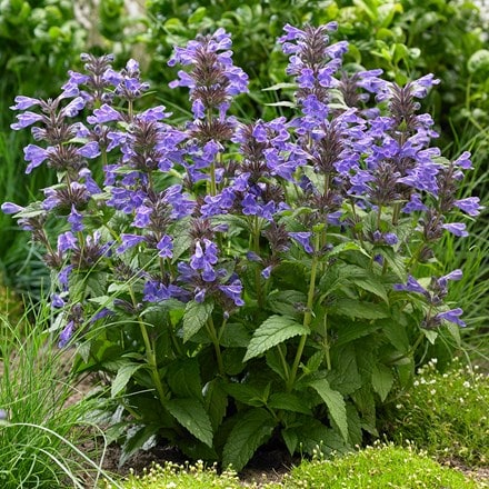 Nepeta Neptune ('Bokratune') (PBR)