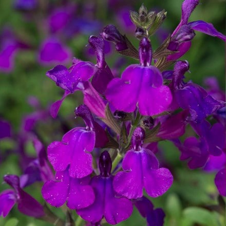Salvia greggii Mirage Deep Purple ('Balmirdepur') (PBR) (Mirage Series)