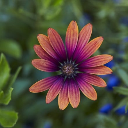 Osteospermum Purple Sun ('Kleoe19396') (FlowerPower Series)