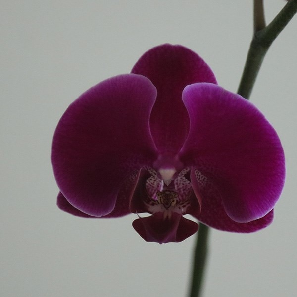 <i>Phalaenopsis grandiflorum</i> 'Rio Grande'