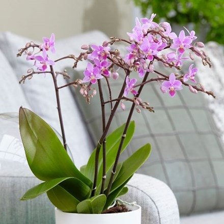 Phalaenopsis Pink Willd Orchid