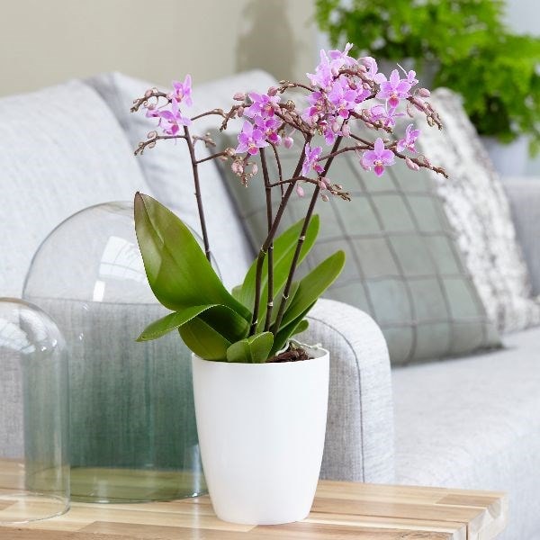 <i>Phalaenopsis</i> 'Pink Willd Orchid'
