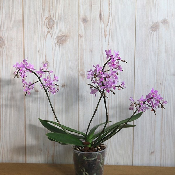 <i>Phalaenopsis</i> 'Pink Willd Orchid'