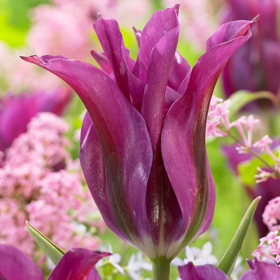 <i>Tulipa</i> 'Purple Doll'