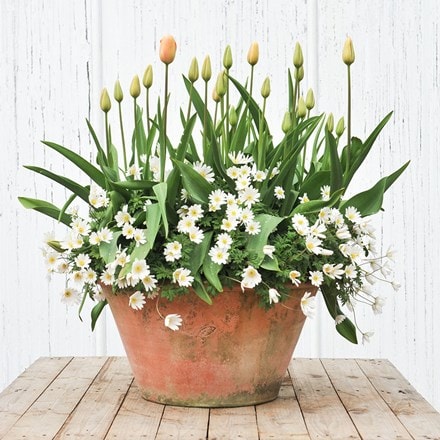 Bulbs for pots - Peach and white