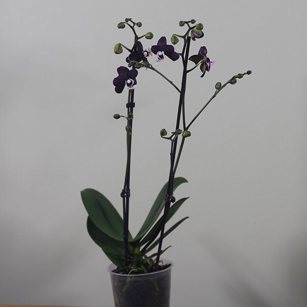 <i>Phalaenopsis</i> <b class=small-caps>Kaoda Twinkle</b> ('Chocolate Drops')