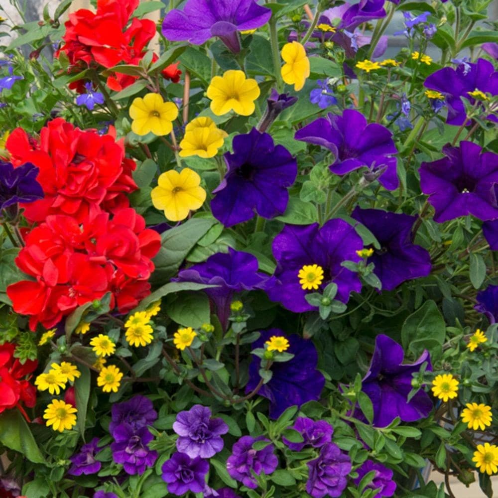 Primary colours - Easyplanter for hanging baskets & patio pots