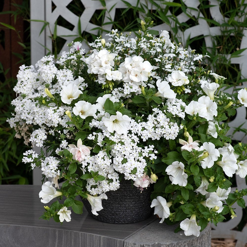 Effortless chic - Easyplanter for hanging baskets & patio pots