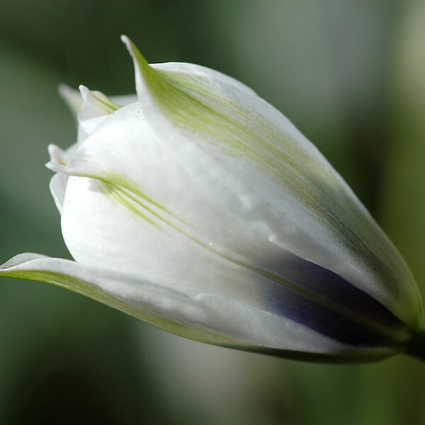 <i>Tulipa humilis</i> var.</i> pulchella</i> Albocaerulea Oculata Group