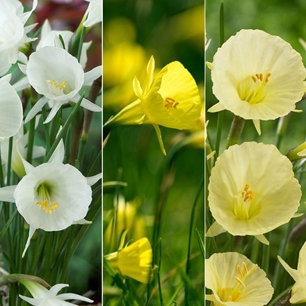 Rockery daffodil collection