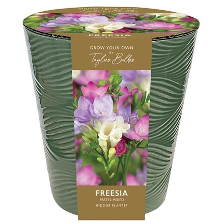 Freesia pastel mixed in a pot