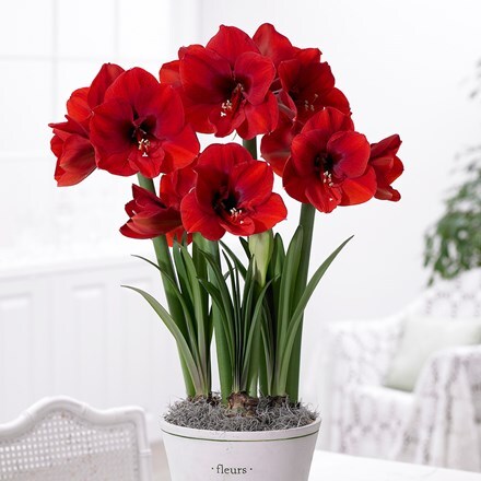 Hippeastrum (Galaxy Group) Red Lion