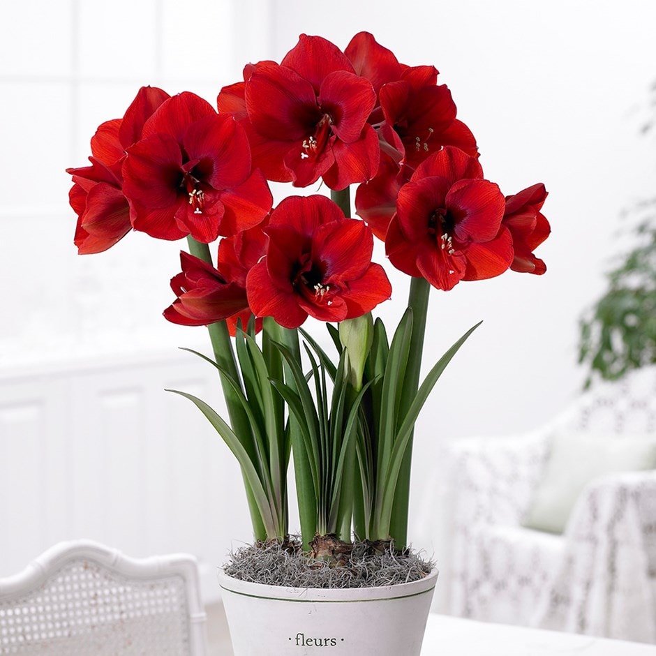 <I>Hippeastrum</i> (Galaxy Group) 'Red Lion'