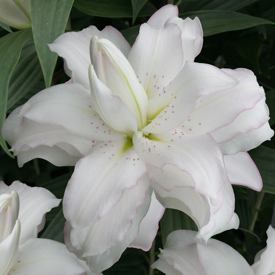 <i>Lilium</i> 'Lotus Beauty'