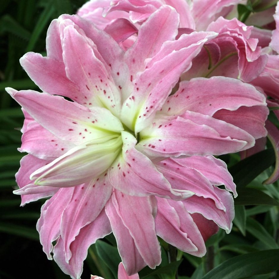 <i>Lilium</i> 'Lotus Elegance'