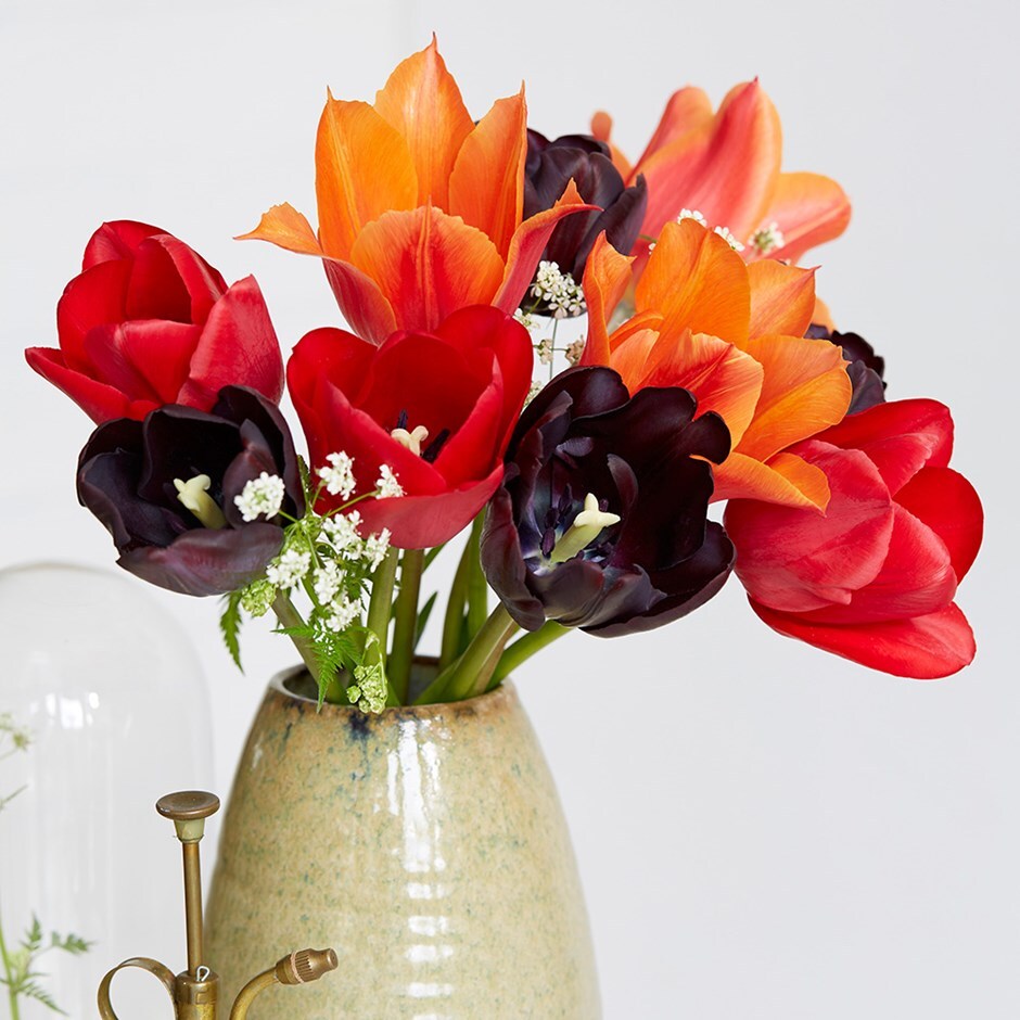 Bold & beautiful tulip collection