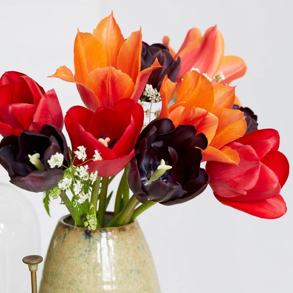Bold & beautiful tulip collection