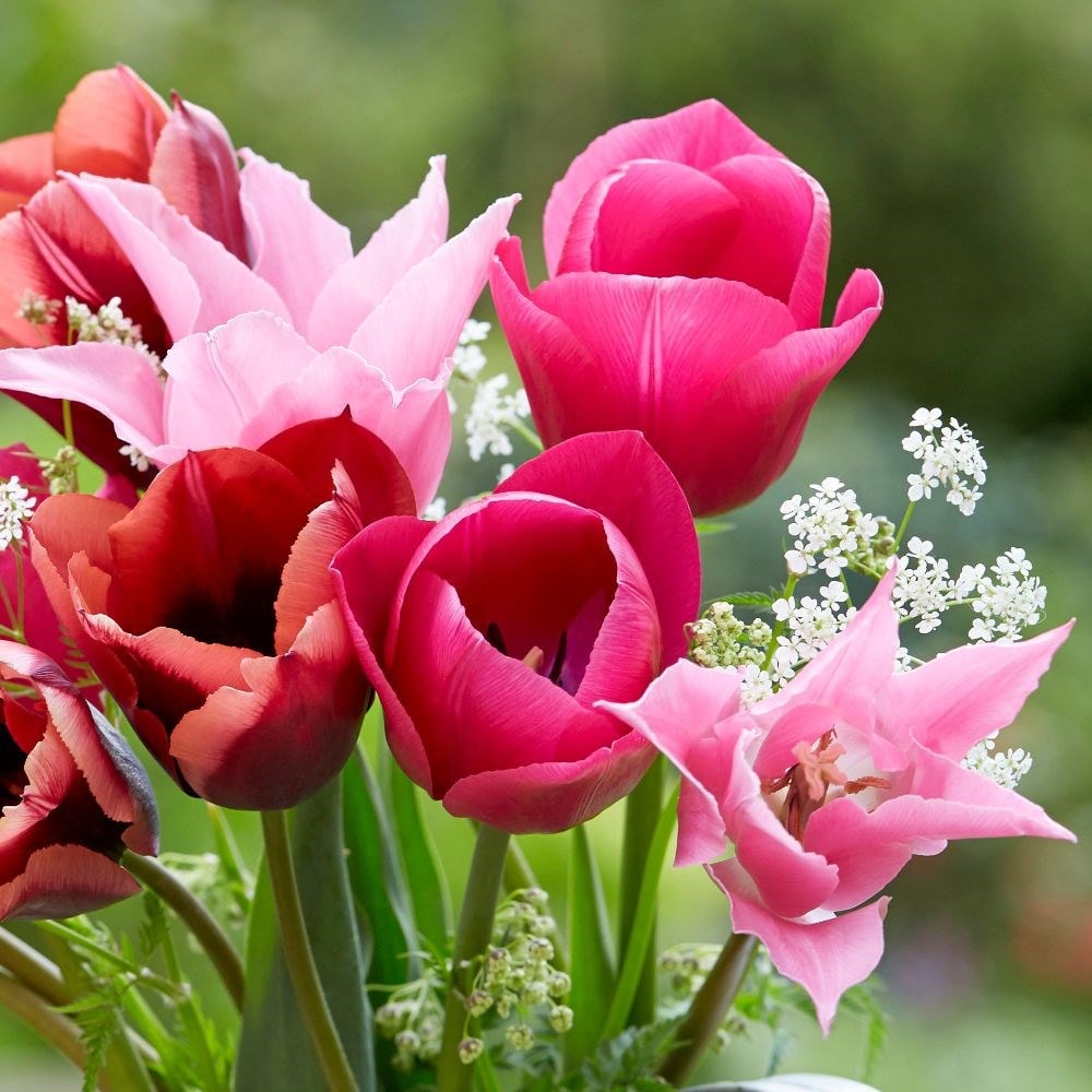 Caramel blush tulip collection