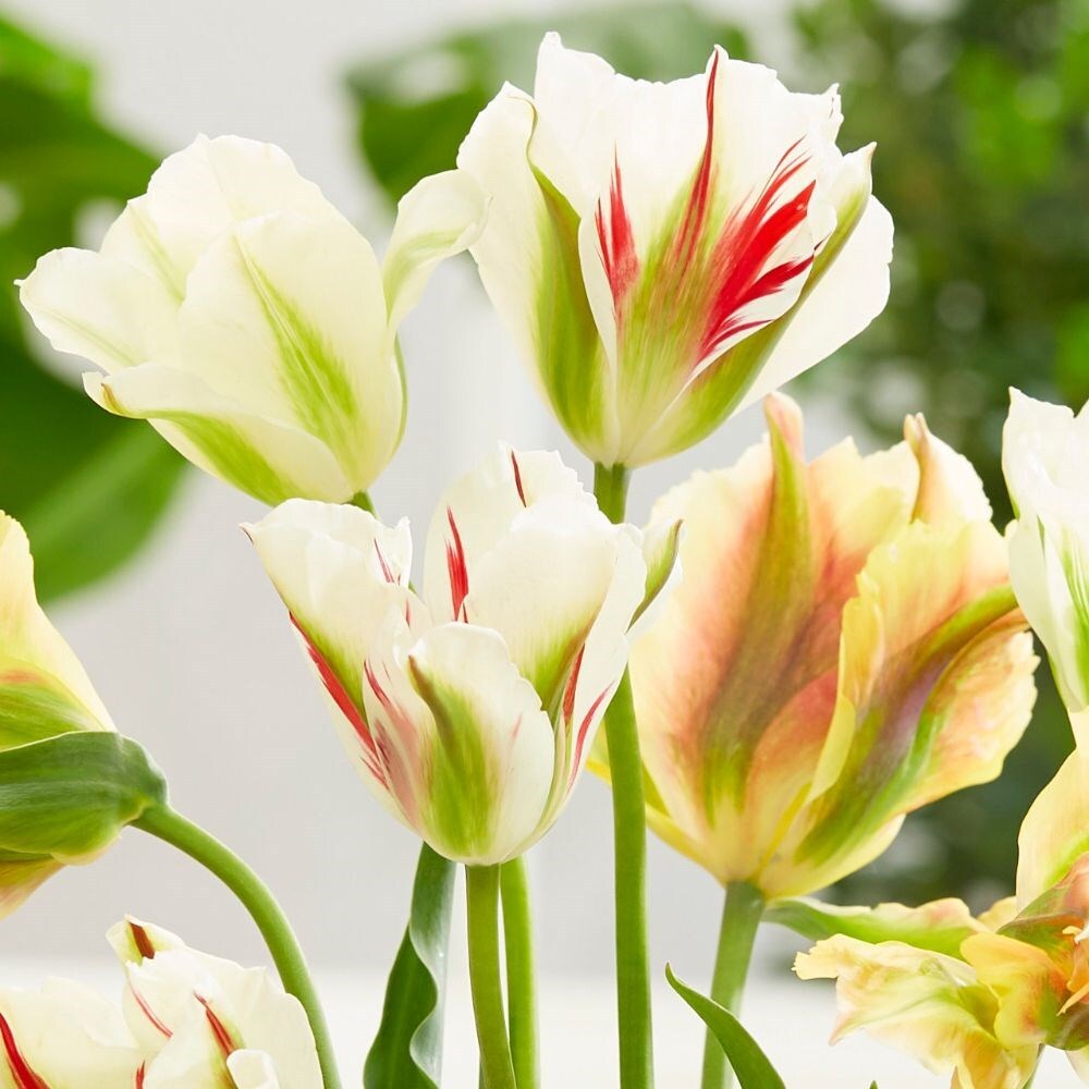Artist tulip collection