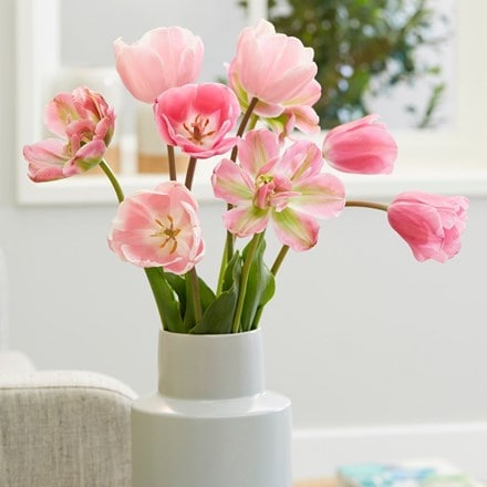 Pastel pink tulip collection