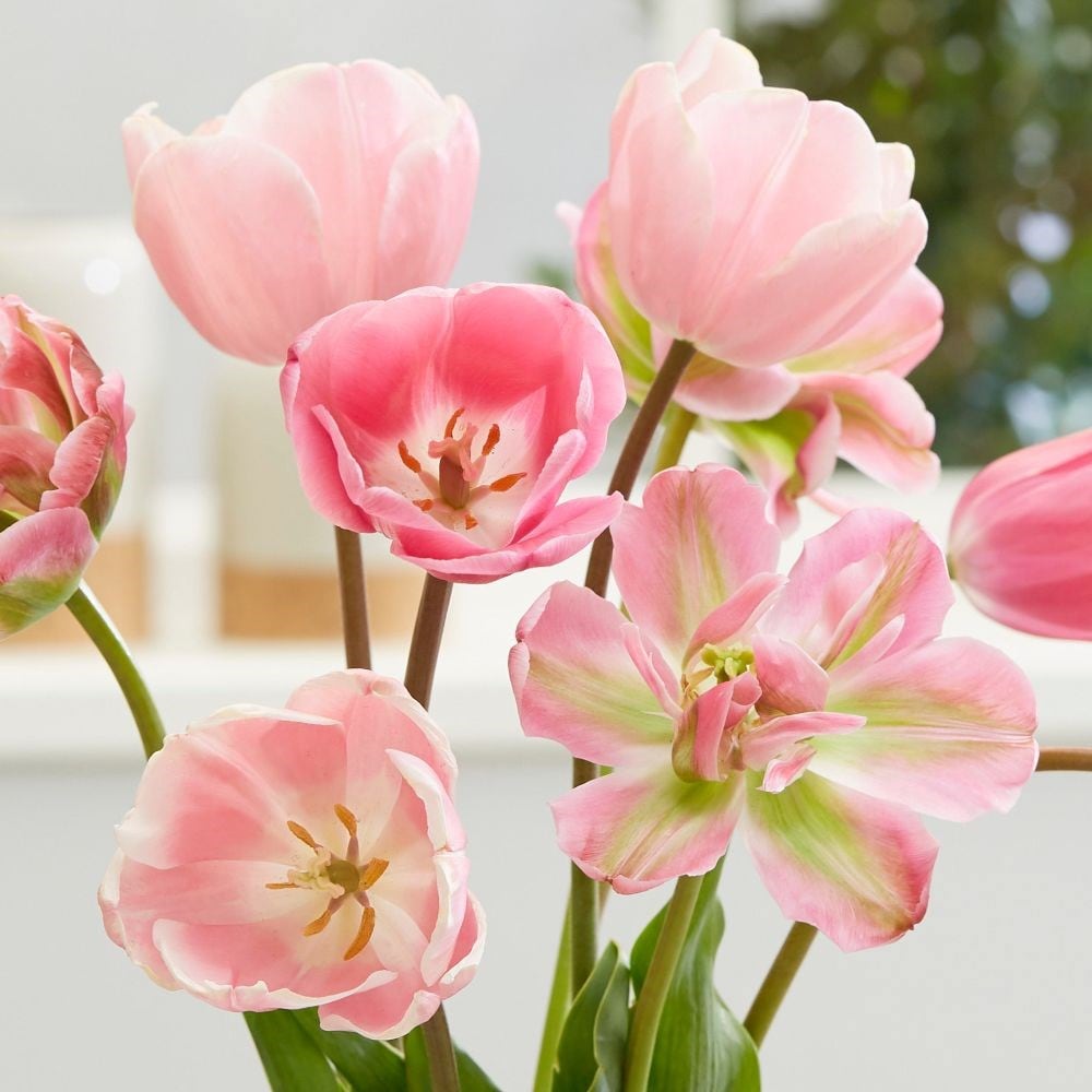 Pastel pink tulip collection
