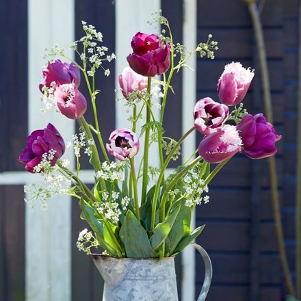 Regal tulip collection