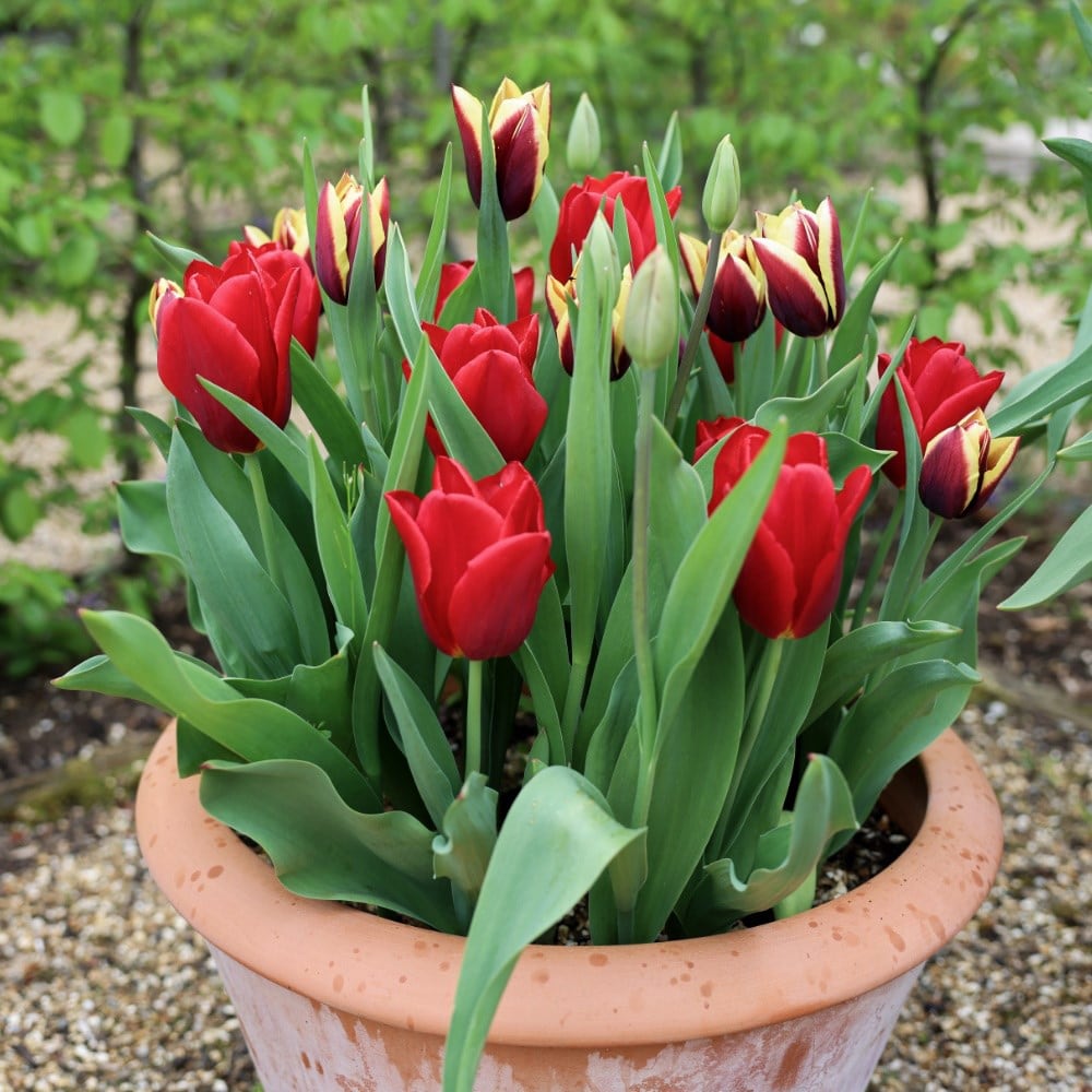 Velvet tulip collection