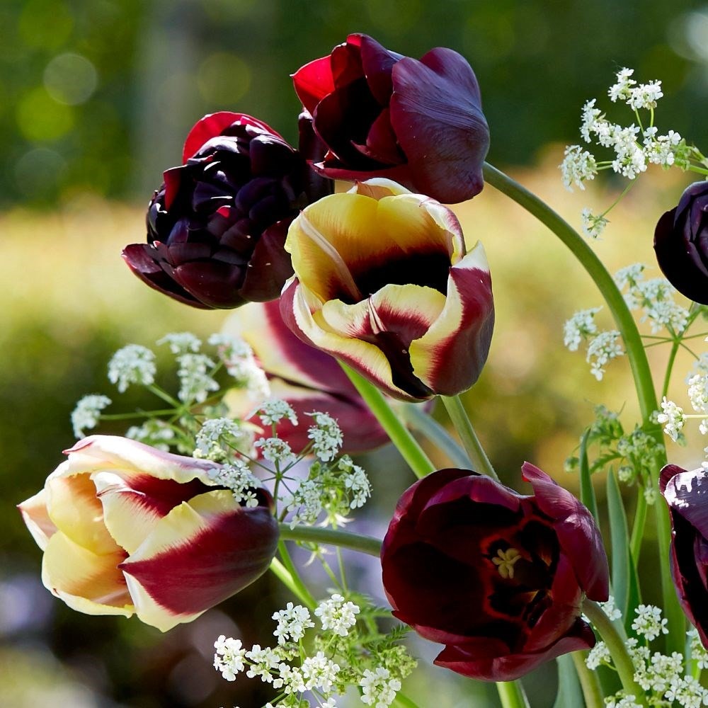 Baroque tulip collection