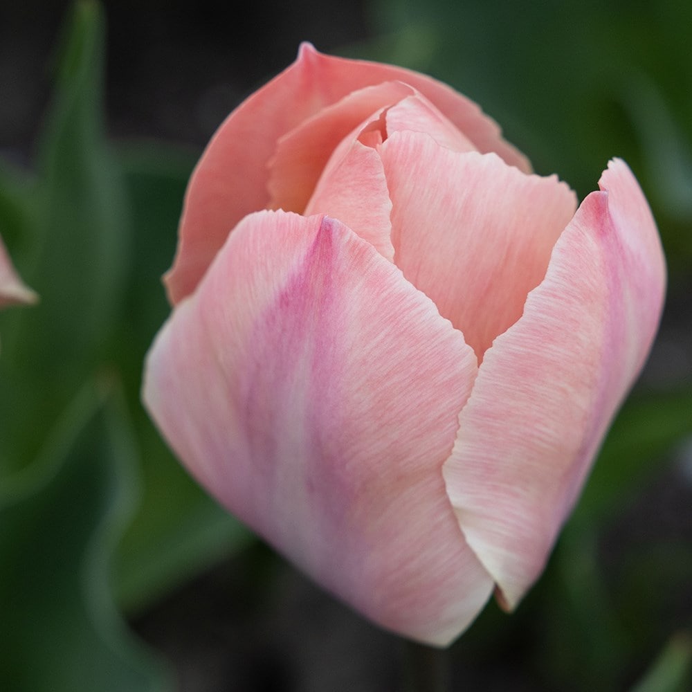 <i>Tulipa</i> 'Salmon Van Eijk' 