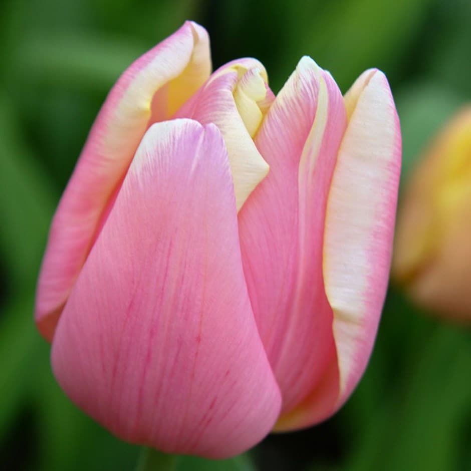 <i>Tulipa</i> 'Mango Charm'