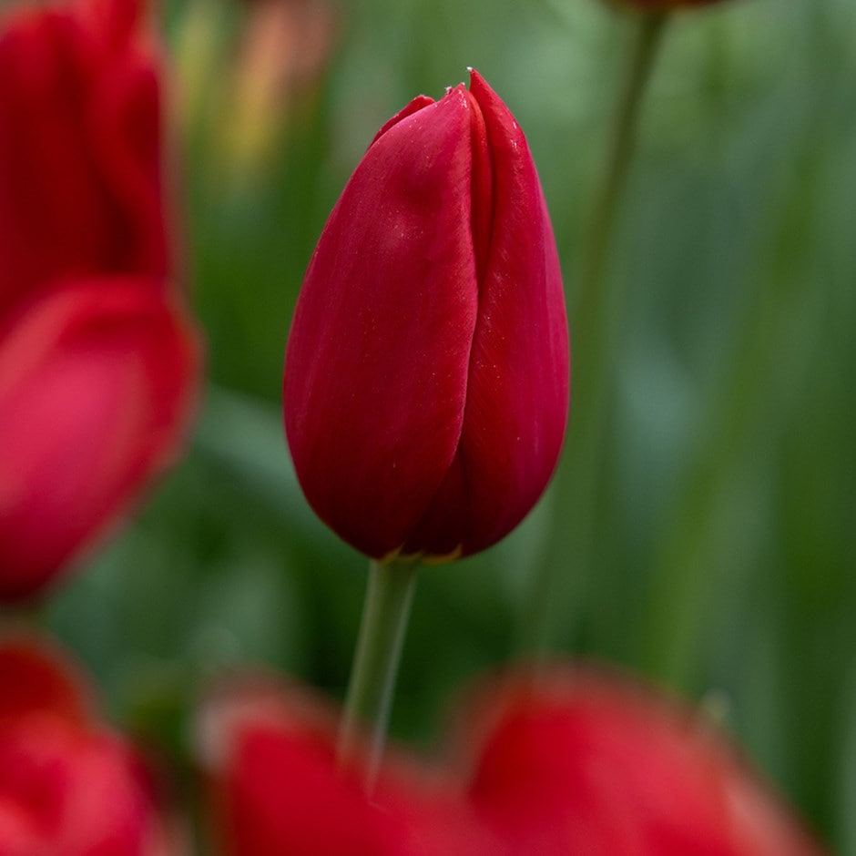 <i>Tulipa</i> 'Kingsblood'