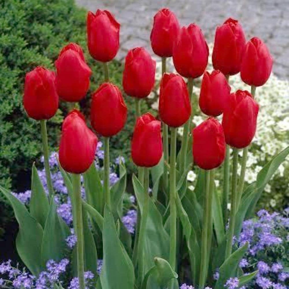 <i>Tulipa</i> 'Kingsblood'
