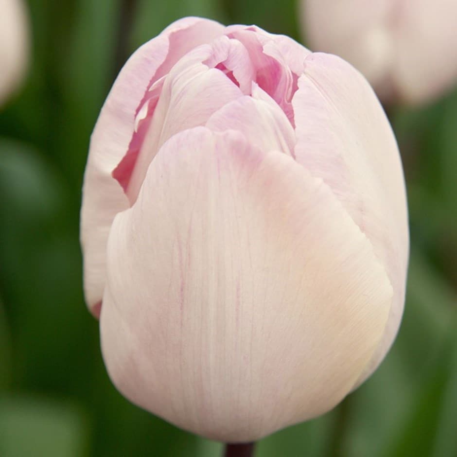 <i>Tulipa</i> 'Jacuzzi'