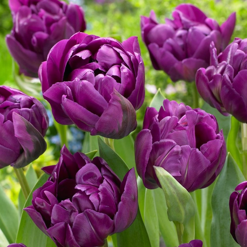 <i>Tulipa</i> 'Negrita Double'