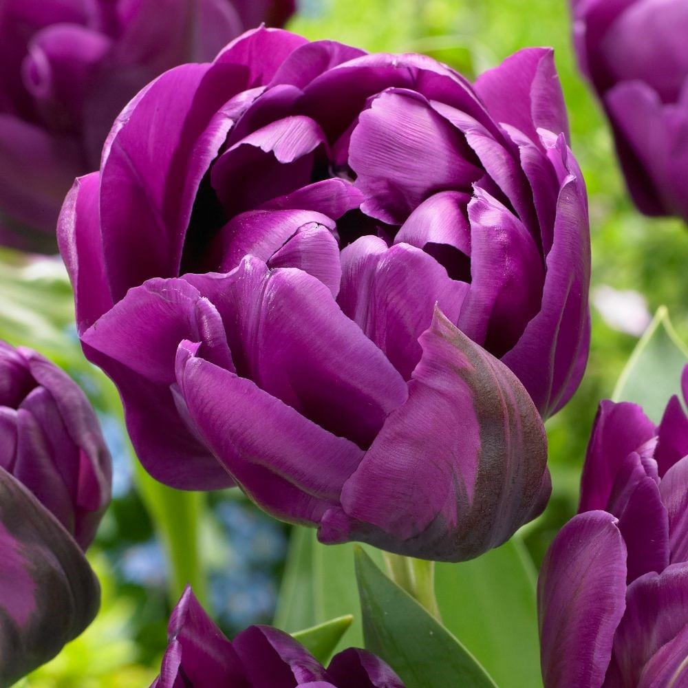 <i>Tulipa</i> 'Negrita Double'