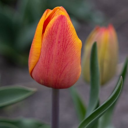 triumph tulip bulbs