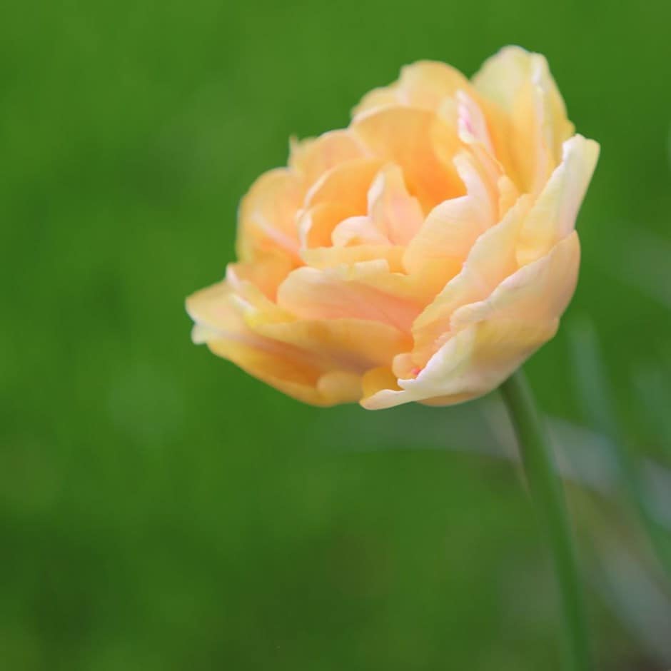 <i>Tulipa</i> 'Charming Beauty'