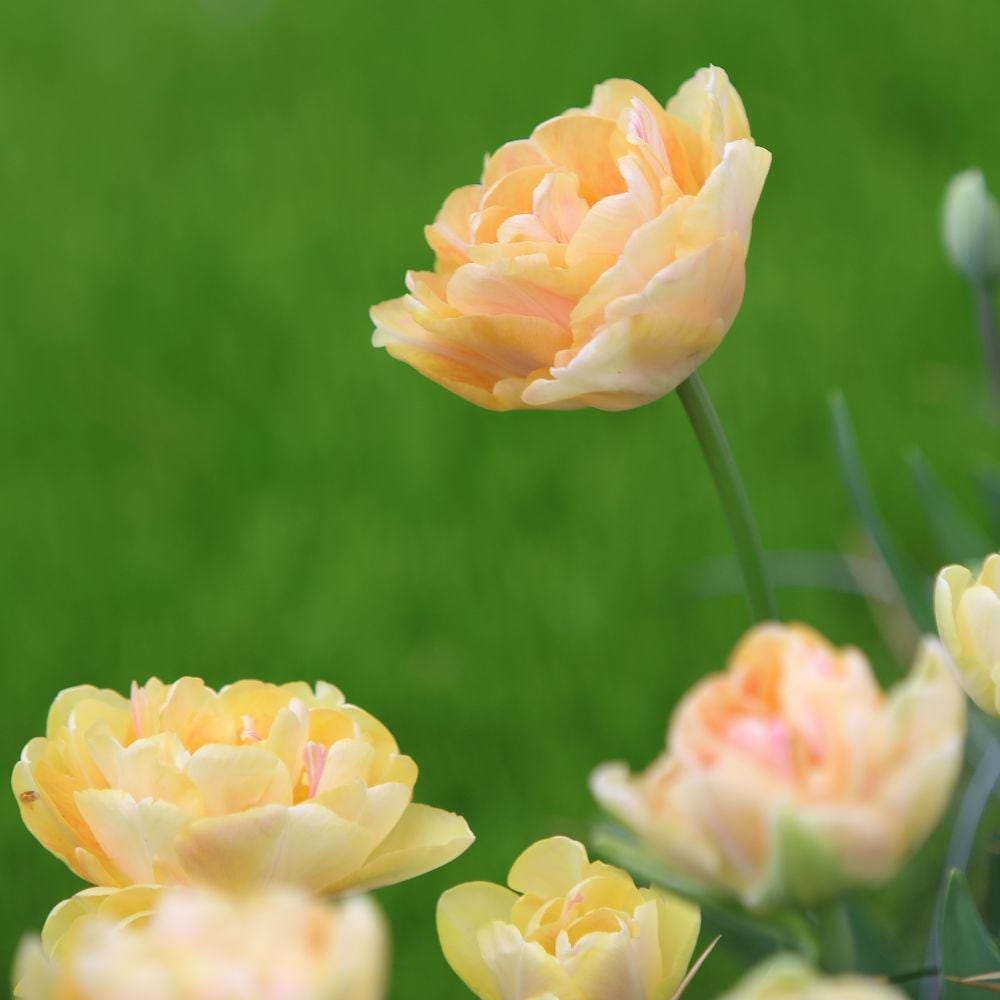 <i>Tulipa</i> 'Charming Beauty'